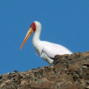 Yellow-billed Stork - Mycteria ibis © John Muddeman